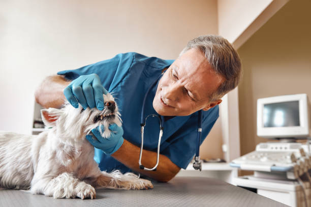 Best Emergency Wisdom Teeth Removal in White Hall, AR